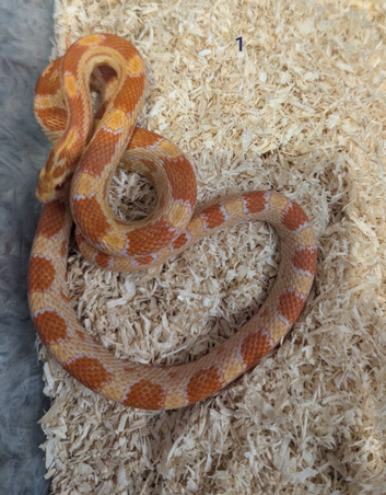 Several young corn snakes for sale in southeast London SE7