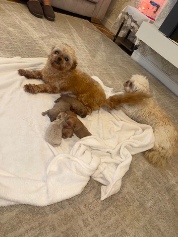 Imperial Shih Tzu Puppies