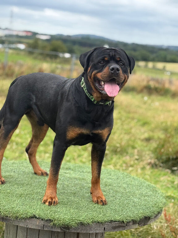 Rottweiler for stud