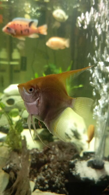 Several fish to swap. Looking for swaps with Malawi's.