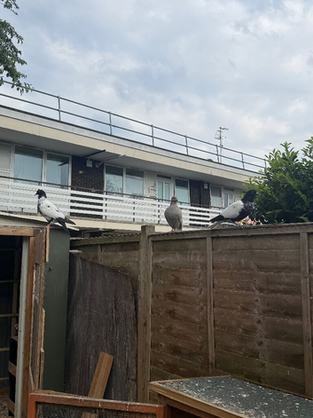 Afghani Pigeions for Sale