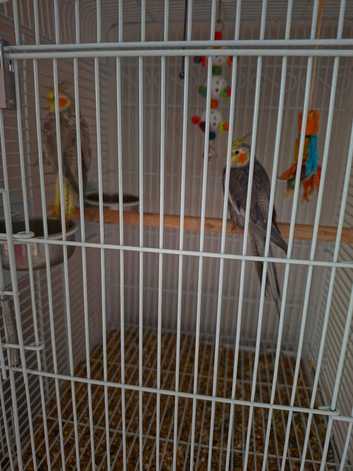 Hand reared cockatiels approx 6 months old