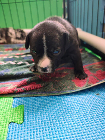 Female amircan bulldog Cross staffy
