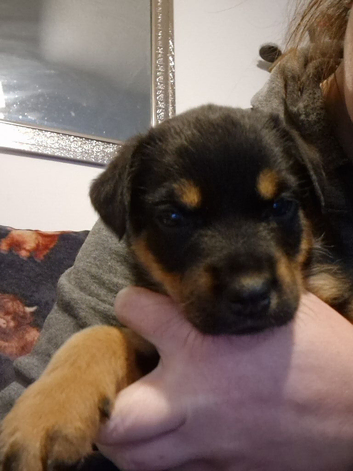 Rottweiler x german shepherd