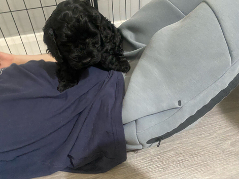6 beautiful cockapoo puppies F1