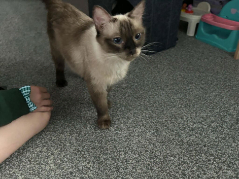 Female ragdoll for sale