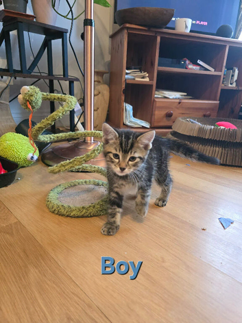 4 beautiful 8 wks old ready to go  kittens