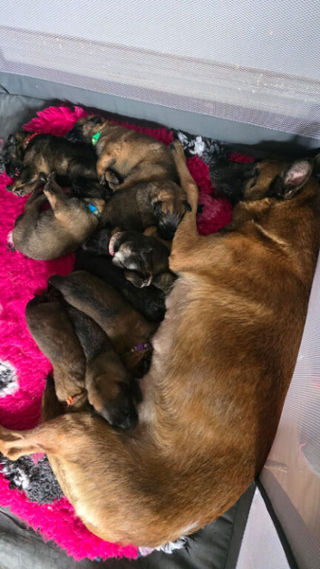 5 Malinois x GSD Puppies *READY TO GO*