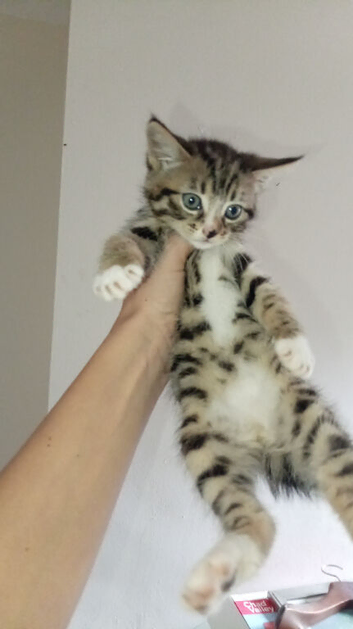 FULL BRED TABBY GREY AND STRIPED
