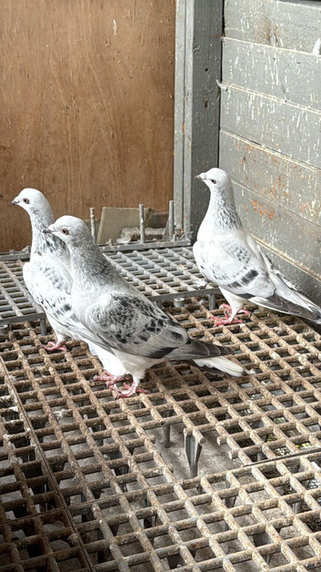 AFGHAN PIGEONS