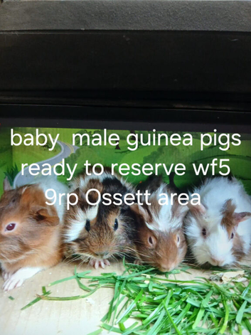 Male guinea pigs ready to go