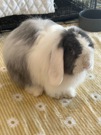 2 bonded rabbits
