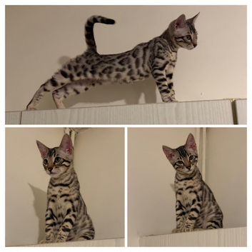 BENGAL KITTENS (TICA REG)