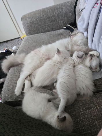 2 gorgeous ragdoll kittens