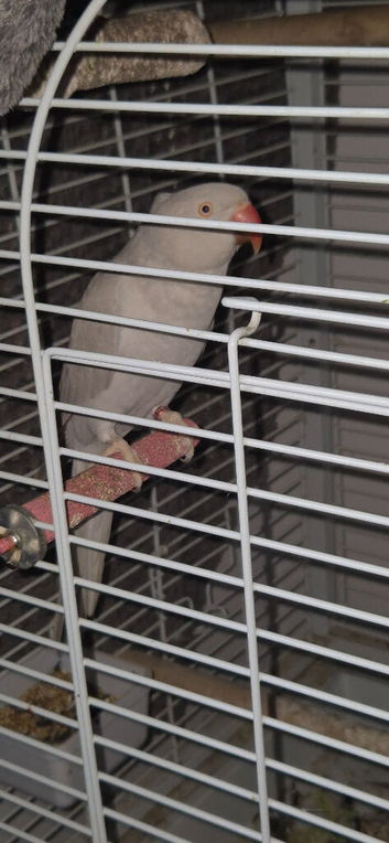 Gray ringneck for sale