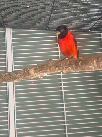 Red Siskin