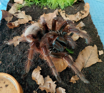 Theraphosa Apophysis Tarantula