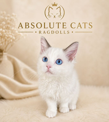 LAST GIRL AVAILABLE! TICA registered Ragdolls