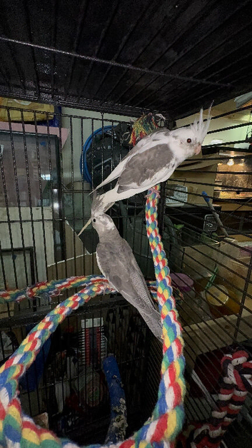 Pied cockatiels