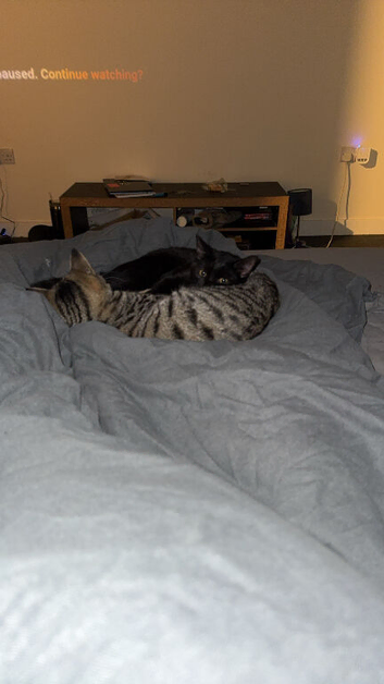 2 brother kittens