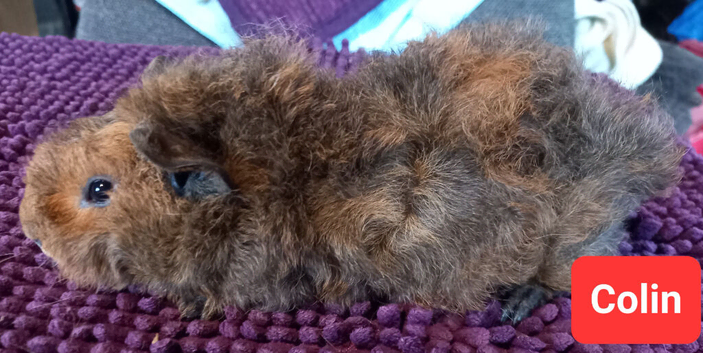 1 Aby type boar left