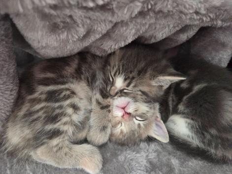2 Tabby Kittens