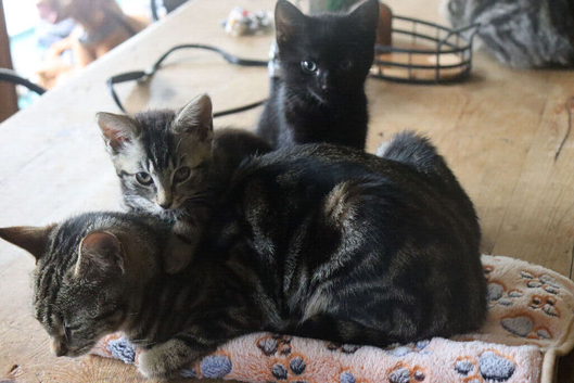 3 Stunning little kittens looking for their forever homes
