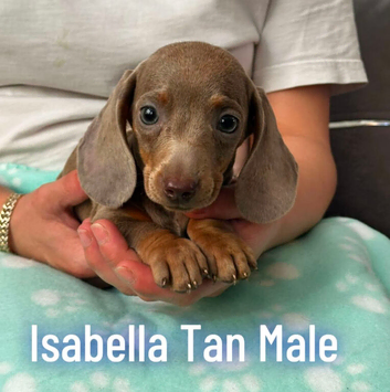 Miniature dachshund