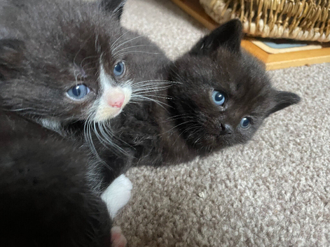 Nebelung cross kittens, very very tame and friendly.