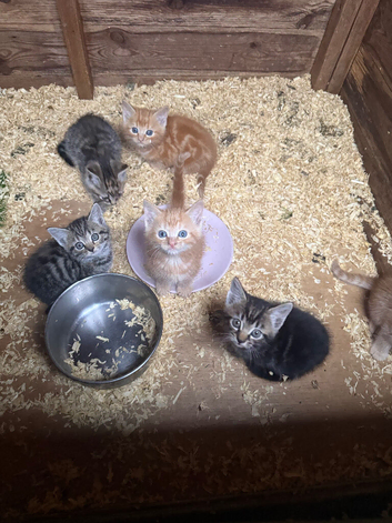 5 beautiful kittens 1 rare ginger female