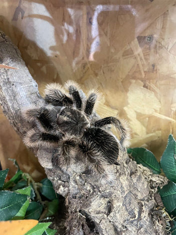Curly hair female and set up