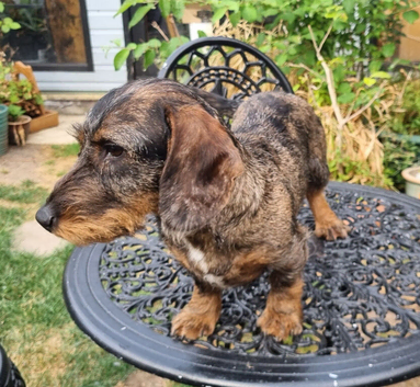 Teckel Dachshund Boy