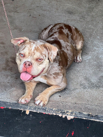 Micro/pocket bully