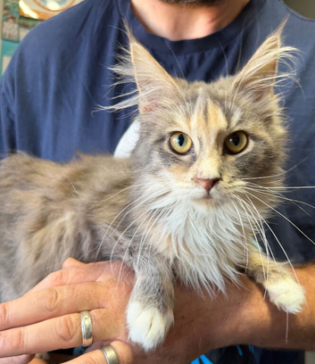 Maine Coon Girl