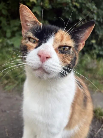Missing cat in paradwys / anglesey