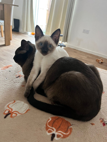 Last seal point Siamese kitten,Ready now!!