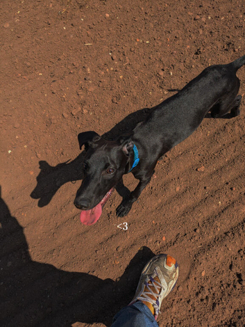 Whippet X lab