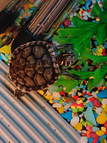 2 terrapins with full setup