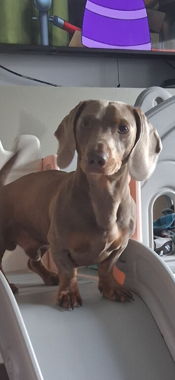Dashchund male 2years