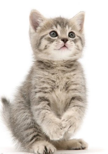 Grey tabby British Shorthair kitten.