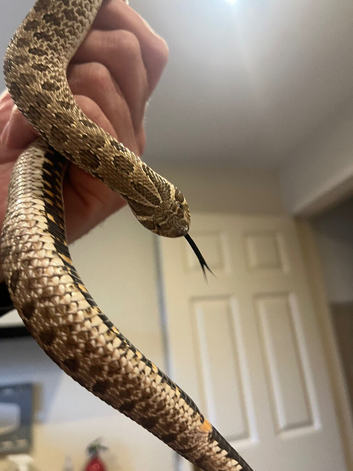 Female Western Hognose