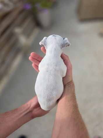 Jack Russell pups