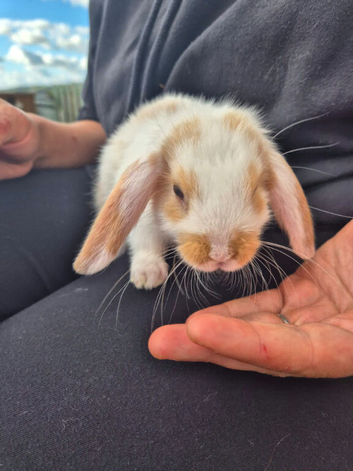 1 girl and 1 boy mini lop babies