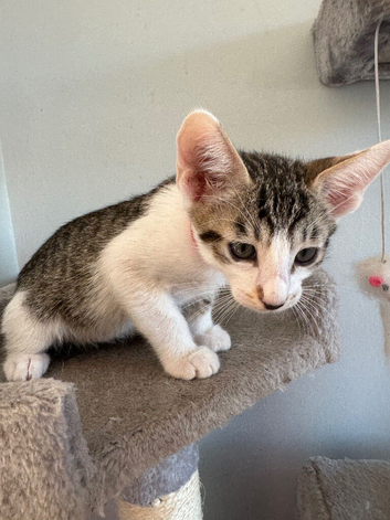 5 Beautiful Mixed Breed kittens for sale