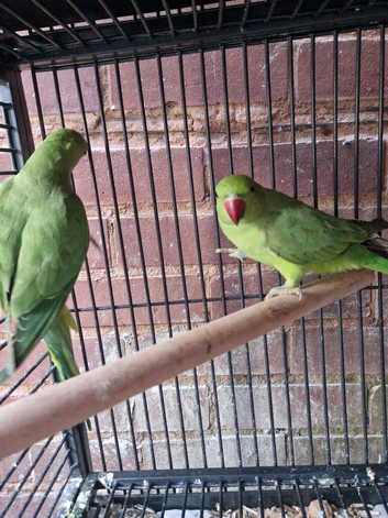 Parrots for sale