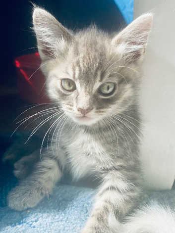 Beautiful Bengal/khao manee
