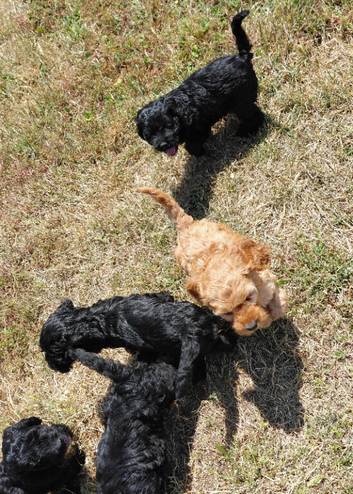 Fluffy Cockapoo X Cavapoo puppies