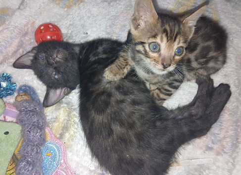 Pure bengal kittens mum & dad owned by us