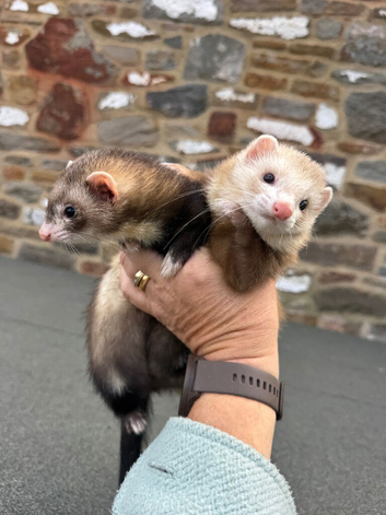 X2 ferrets well handled
