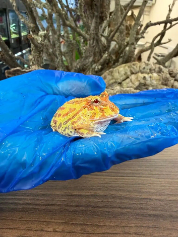 Pac Man Frogs Various Morphs